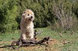 CAIRN TERRIER 152